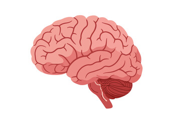 Side View of a Detailed Human Brain Illustration.