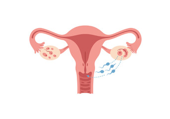 Female Reproductive System Illustration with Uterus Ovaries and Sperm Cells.