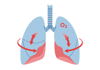 Human Lungs Illustration with Oxygen and Red Arrows Indicating Airflow.