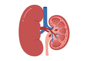 Simplified Anatomical Illustration of Human Kidney with Detailed Cross-Section.