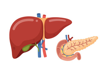Anatomical Illustration of Liver and Pancreas with Blood Vessels.