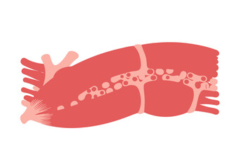 Diagram of a Human Muscle Showing Structure and Fibers.