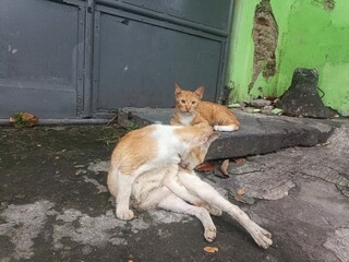 Orange and White Cats Resting on Concrete Pavement