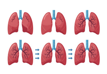 Illustrated Human Lungs Depicting Respiratory System Anatomy and Function.