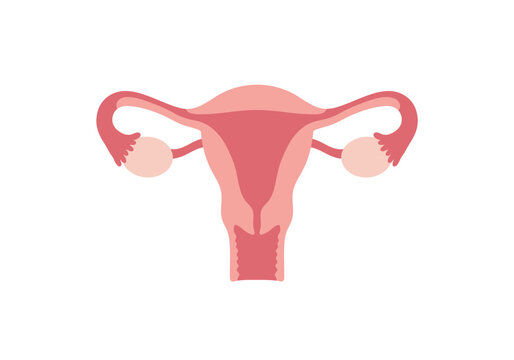 Anatomical Illustration of the Female Reproductive System with Uterus and Ovaries.