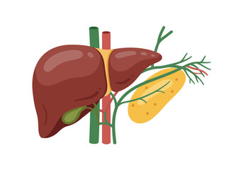 Colorful Illustration of Human Liver and Gallbladder Anatomy.
