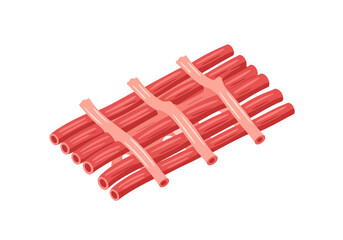 Detailed Illustration of a Fascicle: Bundled Muscle Fibers with Connective Tissue.