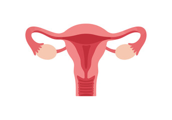 Female Reproductive System Diagram with Ovaries and Uterus.