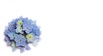 Soft light illuminates delicate blue hydrangea blossoms against a pure white background. AI Generated