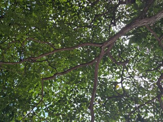 Fototapeta premium Low-angle view of green tree branches and leaves with sunlight filtering through, creating a soft natural background. Ideal for eco-friendly designs, nature themes, or wellness visuals.