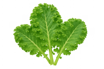 Vibrant green kale leaves with curly edges on a transparent background, perfect for healthy eating and organic food themes