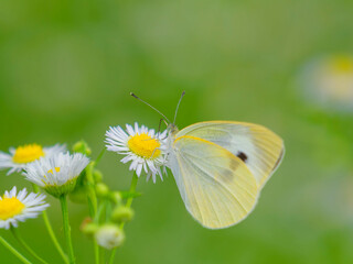 ヒメジョオンの花蜜を吸うモンシロチョウ