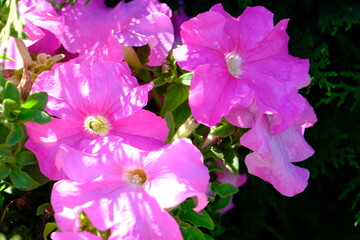Megcito hanging pink petunia flower close-up photo. Pink petunias in pots. Natural beauty....