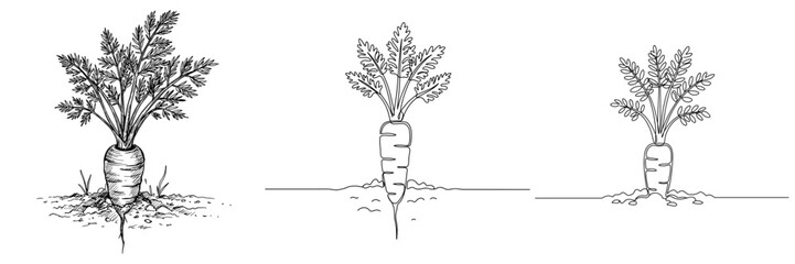 Carrot in Ground. Monochromatic illustration of a carrot growing in soil, roots and the top of the root vegetable, on transparent background. Vegetables, gardening, healthy food, harvest