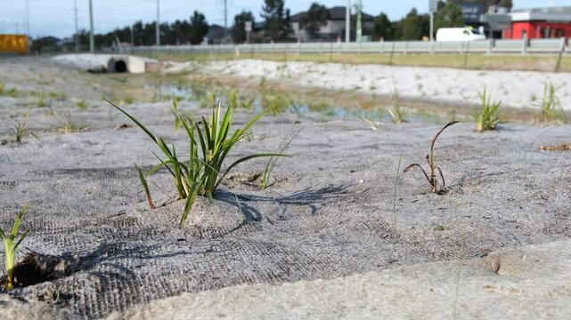Young grass sprouting through erosion control matting in an urban stormwater drainage channel.  Suburban flood management and environmental stabilization efforts in a public green space in Australia.