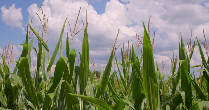 Close-Up of Crops on Rural Farmland in Natchitoches, Louisiana