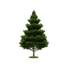 Fototapeta premium Vibrant Green Pine Tree: Detailed Illustration with Lush Foliage and Natural Texture. 