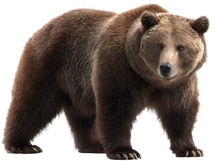 Fototapeta premium A full-body Bear standing on the ground, with a transparent background