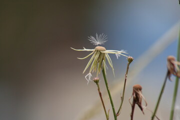 blown dandelion