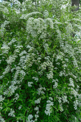Delicate white spirea flowers bloom in spring, creating a stunning display. This low-maintenance...