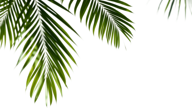 Palm branches shadow on white background Realistic palm leaf border shadow blank mock up Transparent