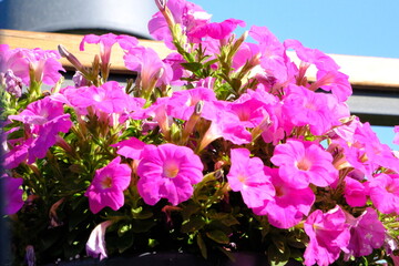 Megcito hanging pink petunia flower close-up photo. Pink petunias in pots. Natural beauty. Gardening, flower care. Ornamental gardens.