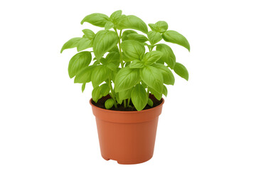 Obraz premium Vibrant basil plant thriving in a terracotta pot, isolated on a transparent background, ideal for culinary and gardening concepts