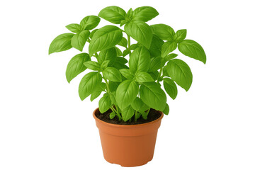 Obraz premium Lush green basil plant thrives in a terracotta pot, isolated on a transparent background, ready for culinary or decorative use
