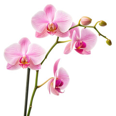 Two branches of Pink orchid Flowers realistic illustration isolated on a transparent background © SOMENA BEGUM