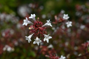 Abelia flowers. Caprifoliaceae evergreen shrub. Small, bell-shaped, white flowers bloom in large numbers from spring to autumn. Often used as a hedge.
