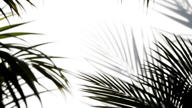 Realistic shadow palm leaves leaf on transparent background Tropical palm tree branch shadow overlay