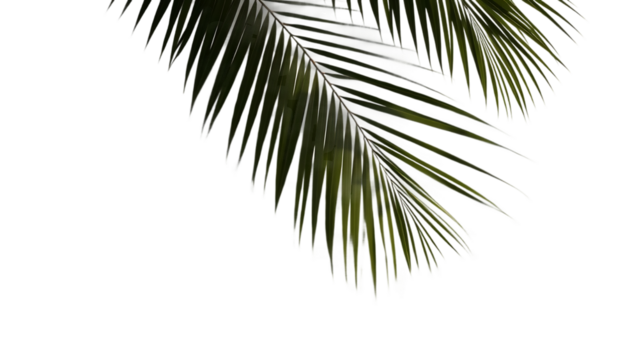 Realistic shadow palm leaves leaf on transparent background Tropical palm tree branch shadow overlay