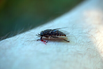 Tabanidae