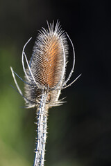 dried flower heads of wild teasel or fuller's teasel (Dipsacus fullonum), an example of art in...