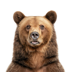 Close-Up Portrait of a Majestic Grizzly Bear with Detailed Fur and Expressive Eyes Captured in a Natural Setting