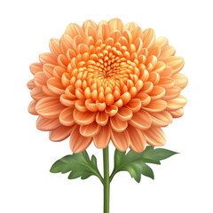 Vibrant Orange Chrysanthemum Flower with Full Bloom and Natural Green Leaves on White Background Ideal for Floral Designs and Nature Imagery