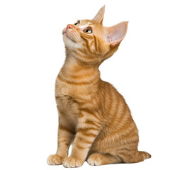 Curious Orange Tabby Cat Gazing Upward with Wonderful Expression and Playful Posture in Isolated Studio Environment