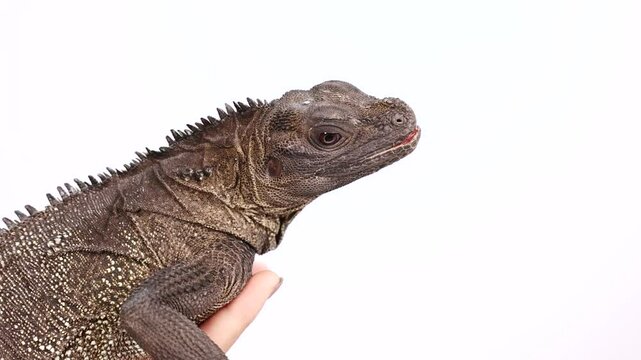 Close-Up of Hydrosaurus Amboinensis in Hand