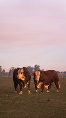 cows in the field