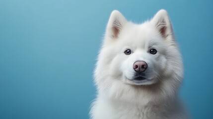 Obraz premium A fluffy white Samoyed dog with a pink nose poses against a serene blue backdrop, its eyes soft and gentle.