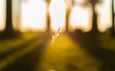 sunlight in the forest