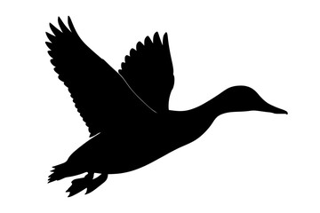 Fototapeta premium Silhouette of a Flying Duck in Black Against White Background