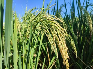 The rice plants have just turned yellow, and will soon be harvested.