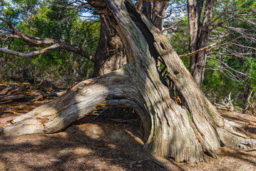 Villa Traful, Neuquen, Andean Patagonia, Argentina.