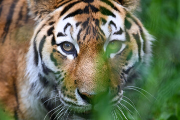 portrait of a tiger