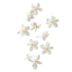 Jasmine bloom A beautifull white flower of Jasmine falling in the air isolated on white background Levitation or zero gravity concept High resolution image.