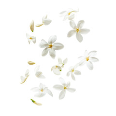 Jasmine bloom A beautifull white flower of Jasmine falling in the air isolated on white background Levitation or zero gravity concept High resolution image.