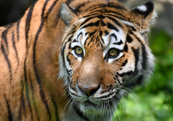 tiger in the zoo