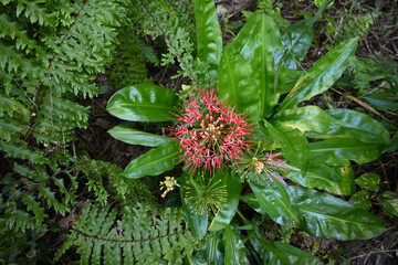 Overhead view of a blooming flower cluster of a fireball lily plant in a wild area