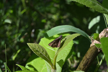A branded swift butterfly is resting on the surface of a fresh leaf